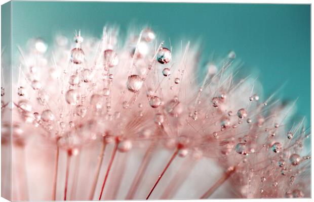 Water Droplets Pink &  Blue Canvas Print by Anthony Michael 