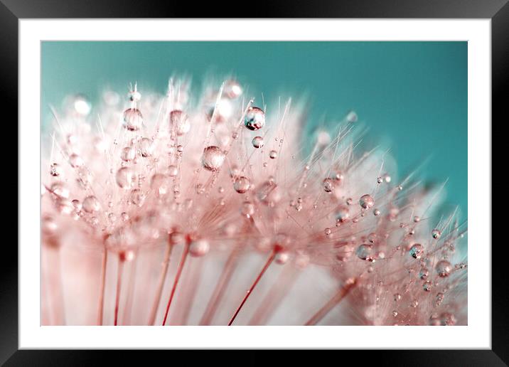 Water Droplets Pink &  Blue Framed Mounted Print by Anthony Michael 