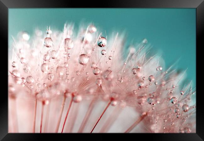 Water Droplets Pink &  Blue Framed Print by Anthony Michael 