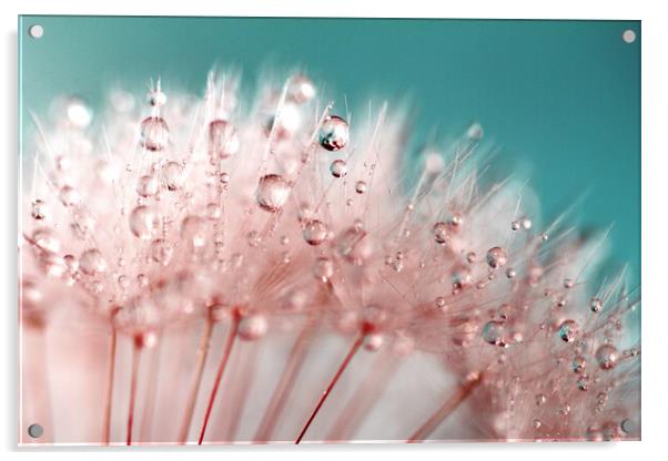 Water Droplets Pink &  Blue Acrylic by Anthony Michael 