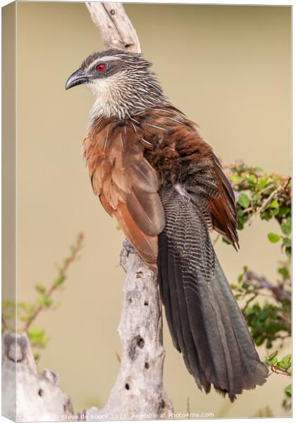 Lark Heeled Cuckoo or White Browed Coucal Canvas Print by Steve de Roeck