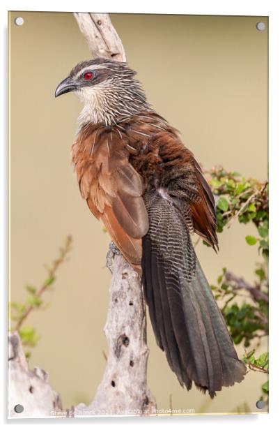 Lark Heeled Cuckoo or White Browed Coucal Acrylic by Steve de Roeck