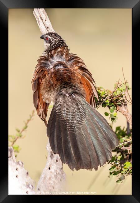 White Browed Coucal Framed Print by Steve de Roeck