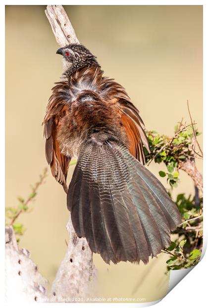 White Browed Coucal Print by Steve de Roeck