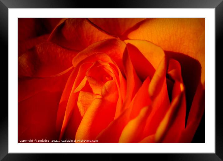 Beautiful Orange Rose Flower Macro Framed Mounted Print by Imladris 