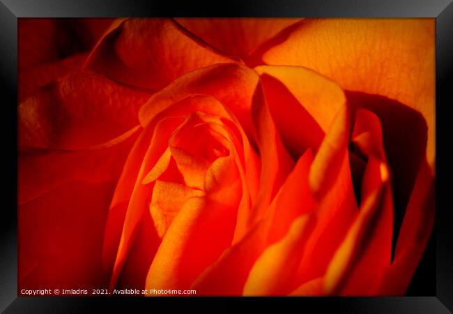 Beautiful Orange Rose Flower Macro Framed Print by Imladris 