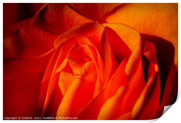 Beautiful Orange Rose Flower Macro Print by Imladris 