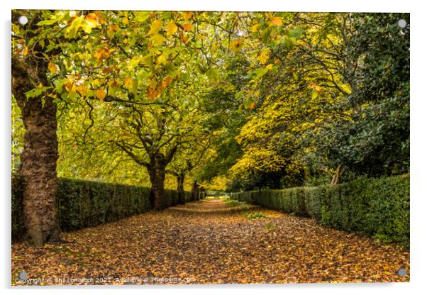 Autumn avenue Acrylic by Phil Longfoot