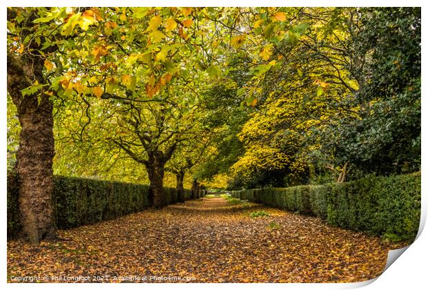 Autumn avenue Print by Phil Longfoot