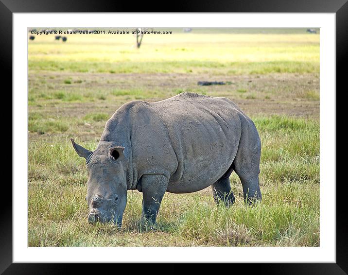 Rhino Framed Mounted Print by Richard Muller
