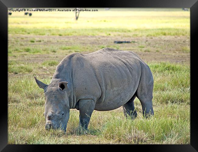 Rhino Framed Print by Richard Muller