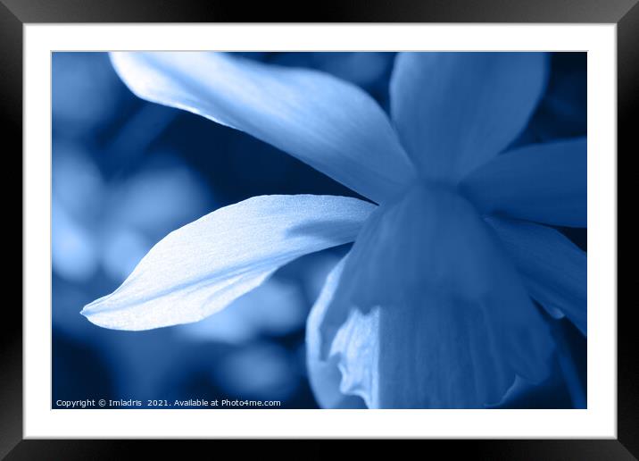 Blue Toned Abstract Floral Daffodil Framed Mounted Print by Imladris 