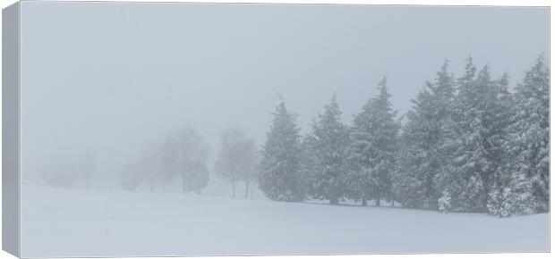 Trees in the snow Canvas Print by chris smith