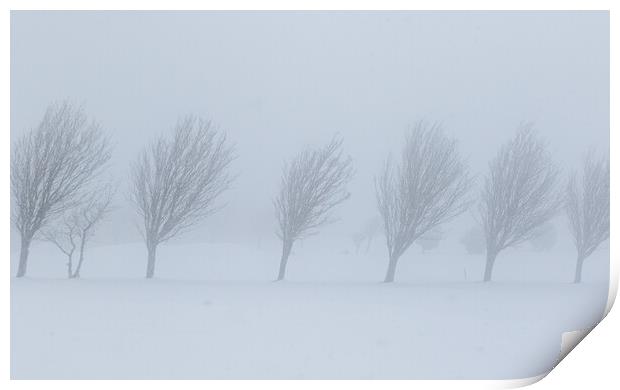 Trees in the snow Print by chris smith