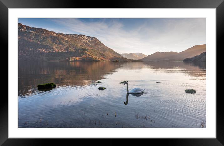 Swan on Ullswater Lake District Framed Mounted Print by Jonathon barnett