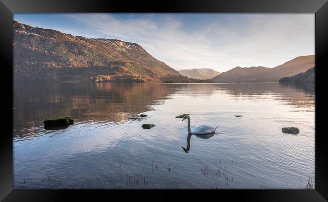 Swan on Ullswater Lake District Framed Print by Jonathon barnett