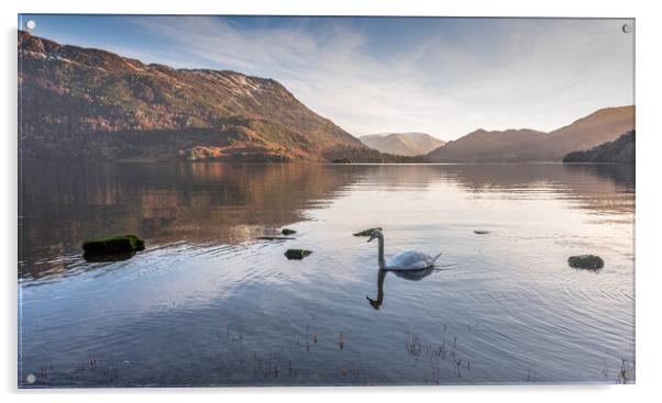 Swan on Ullswater Lake District Acrylic by Jonathon barnett
