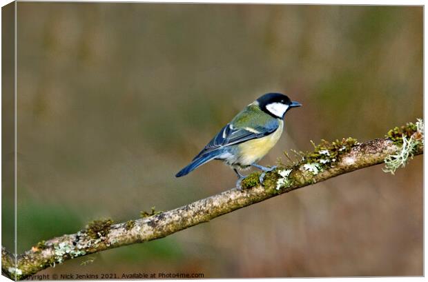 Great Tit on a tree twig ( Parus Major) Canvas Print by Nick Jenkins