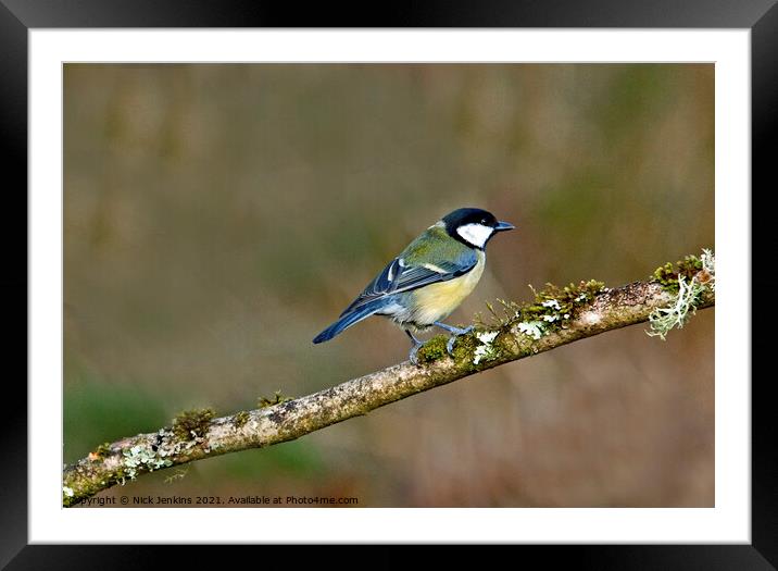Great Tit on a tree twig ( Parus Major) Framed Mounted Print by Nick Jenkins