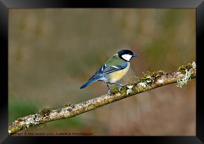 Great Tit on a tree twig ( Parus Major) Framed Print by Nick Jenkins
