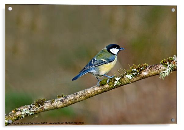 Great Tit on a tree twig ( Parus Major) Acrylic by Nick Jenkins