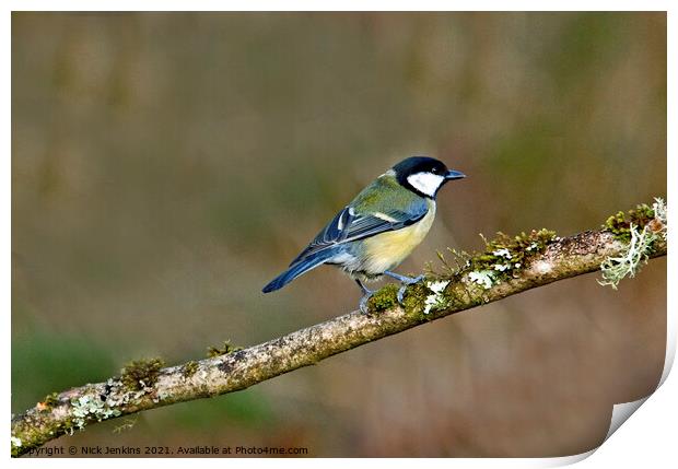 Great Tit on a tree twig ( Parus Major) Print by Nick Jenkins