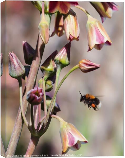 Another Busy Day - Bee in Flight Canvas Print by Janet Carmichael