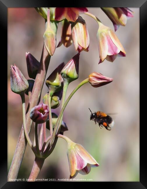 Another Busy Day - Bee in Flight Framed Print by Janet Carmichael