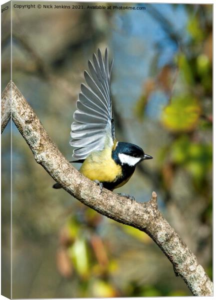 Great Tit with wings outspread (Parus Major) Canvas Print by Nick Jenkins