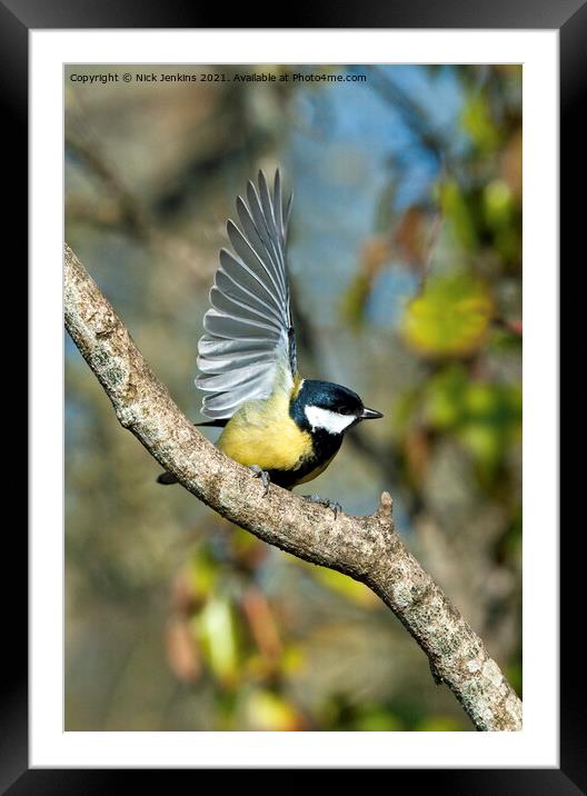 Great Tit with wings outspread (Parus Major) Framed Mounted Print by Nick Jenkins