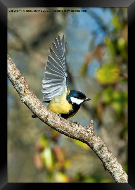 Great Tit with wings outspread (Parus Major) Framed Print by Nick Jenkins