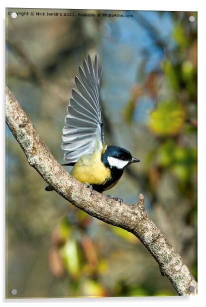 Great Tit with wings outspread (Parus Major) Acrylic by Nick Jenkins