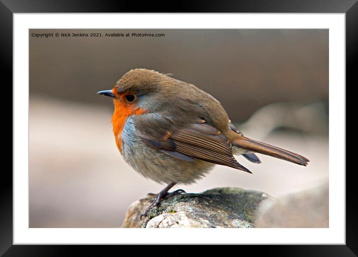 Robin on a rock with feathers fluffed up  Framed Mounted Print by Nick Jenkins