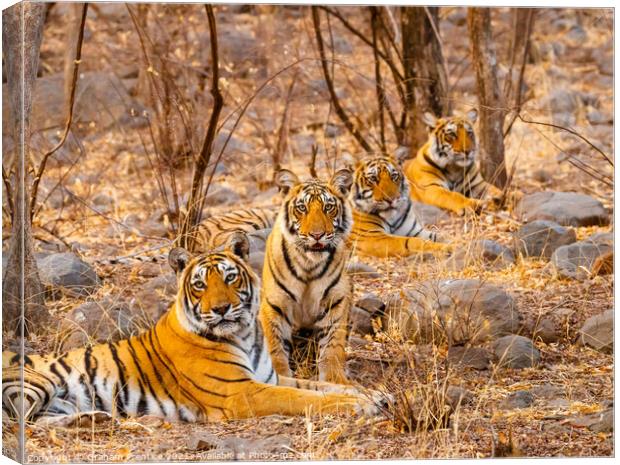 Tiger and her Cubs Canvas Print by Graham Prentice