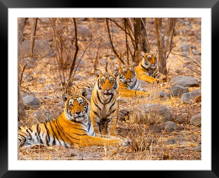 Tiger and her Cubs Framed Mounted Print by Graham Prentice