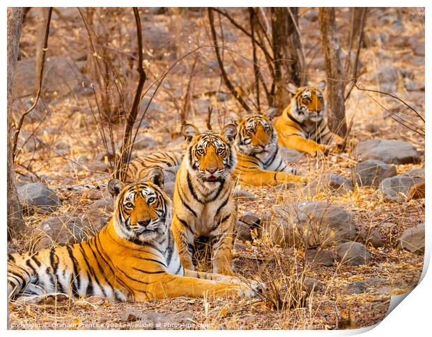 Tiger and her Cubs Print by Graham Prentice