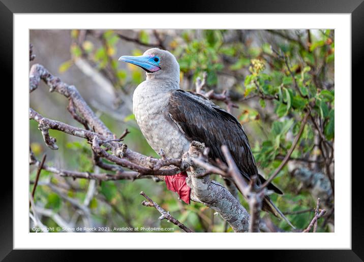 Red Footed Booby Framed Mounted Print by Steve de Roeck
