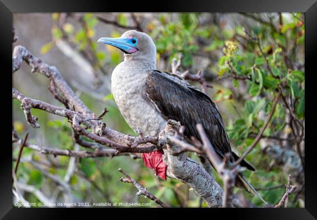 Red Footed Booby Framed Print by Steve de Roeck