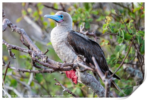 Red Footed Booby Print by Steve de Roeck