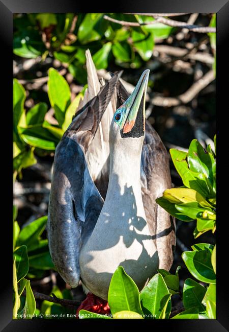Red Footed Booby Framed Print by Steve de Roeck