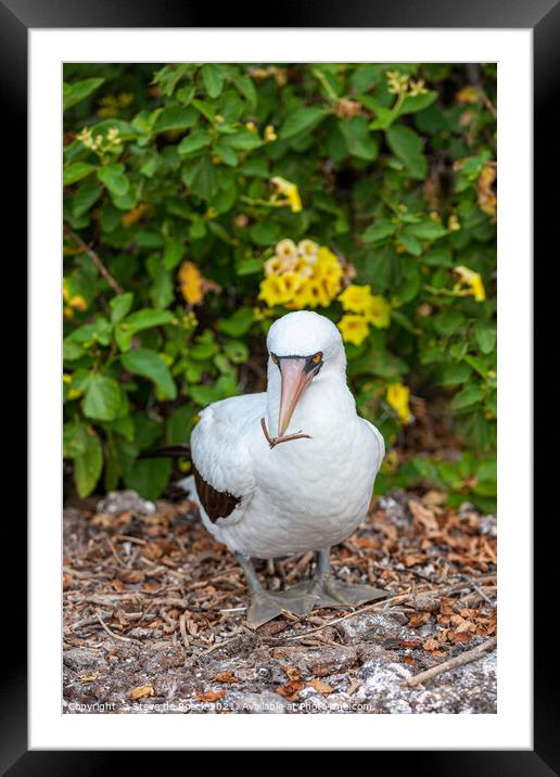 Masked Booby Galapagos Framed Mounted Print by Steve de Roeck