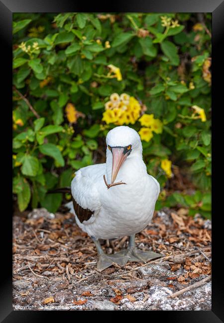 Masked Booby Galapagos Framed Print by Steve de Roeck