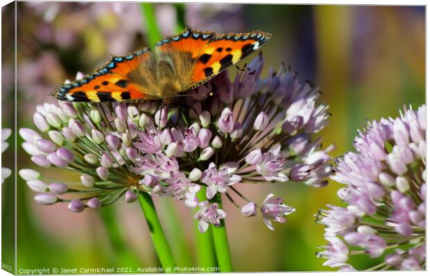 Vivid Colors of a Small Tortoiseshell Butterfly Canvas Print by Janet Carmichael