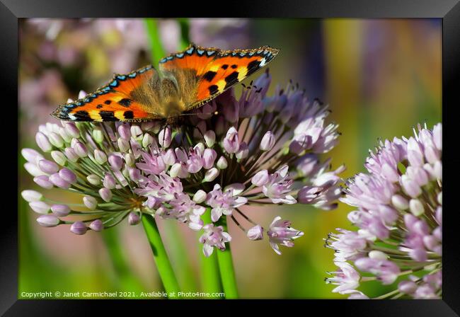 Vivid Colors of a Small Tortoiseshell Butterfly Framed Print by Janet Carmichael