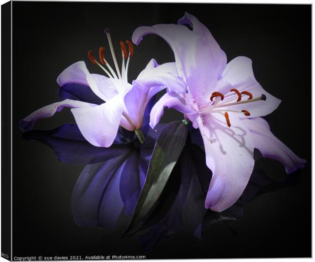 beautiful lily's Canvas Print by sue davies