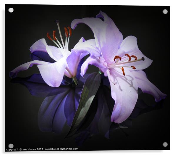 beautiful lily's Acrylic by sue davies