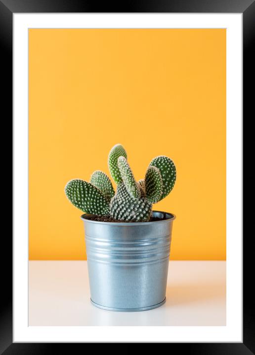 Cactus plant in metal pot against yellow colored w Framed Mounted Print by Andrea Obzerova