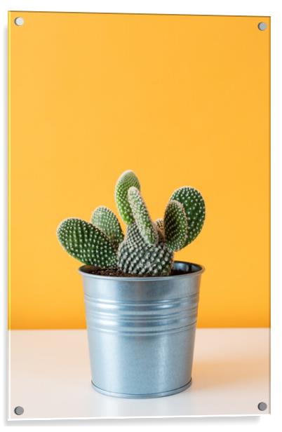 Cactus plant in metal pot against yellow colored w Acrylic by Andrea Obzerova