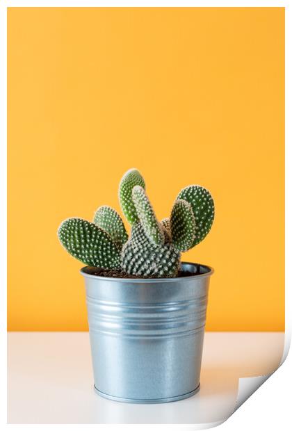 Cactus plant in metal pot against yellow colored w Print by Andrea Obzerova