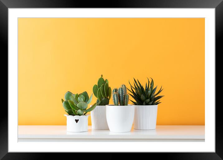 Cactus plants in white flowerpots against yellow c Framed Mounted Print by Andrea Obzerova